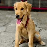 Golden Retriever.