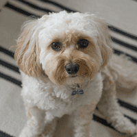 Mini Labradoodle.