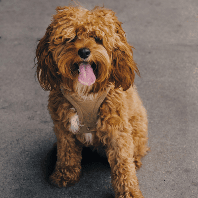 Cavapoo Puppy.