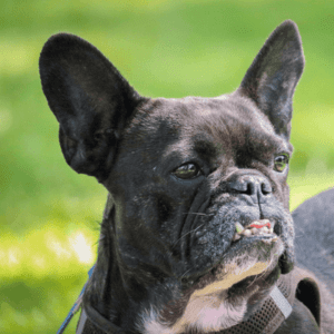 French Bulldog.