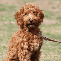 Goldendoodle.