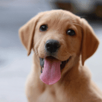 Golden Labrador Retriever.