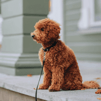 Mini Goldendoodle.