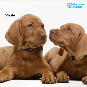 vizsla-healthy-responsibly-bred-Pennsylvania