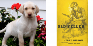 yellow-lab-old-yeller-healthy-responsibly-bred-Pennsylvania