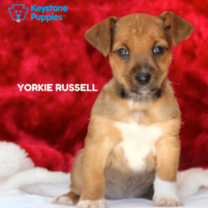 yorkie-russell-healthy-responsibly-bred-Pennsylvania