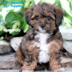 yorkiepoo-healthy-responsibly-bred-Pennsylvania