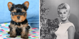 yorkshire-terrier-mignon-healthy-responsibly-bred-Pennsylvania